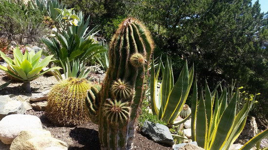 servizio giardinaggio sardegna progettazioneverde1